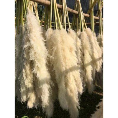 Bông cỏ lau khô, lau xù, hoa khô trang trí decor nhà, spa, để bàn, chụp hình phong cách vintage