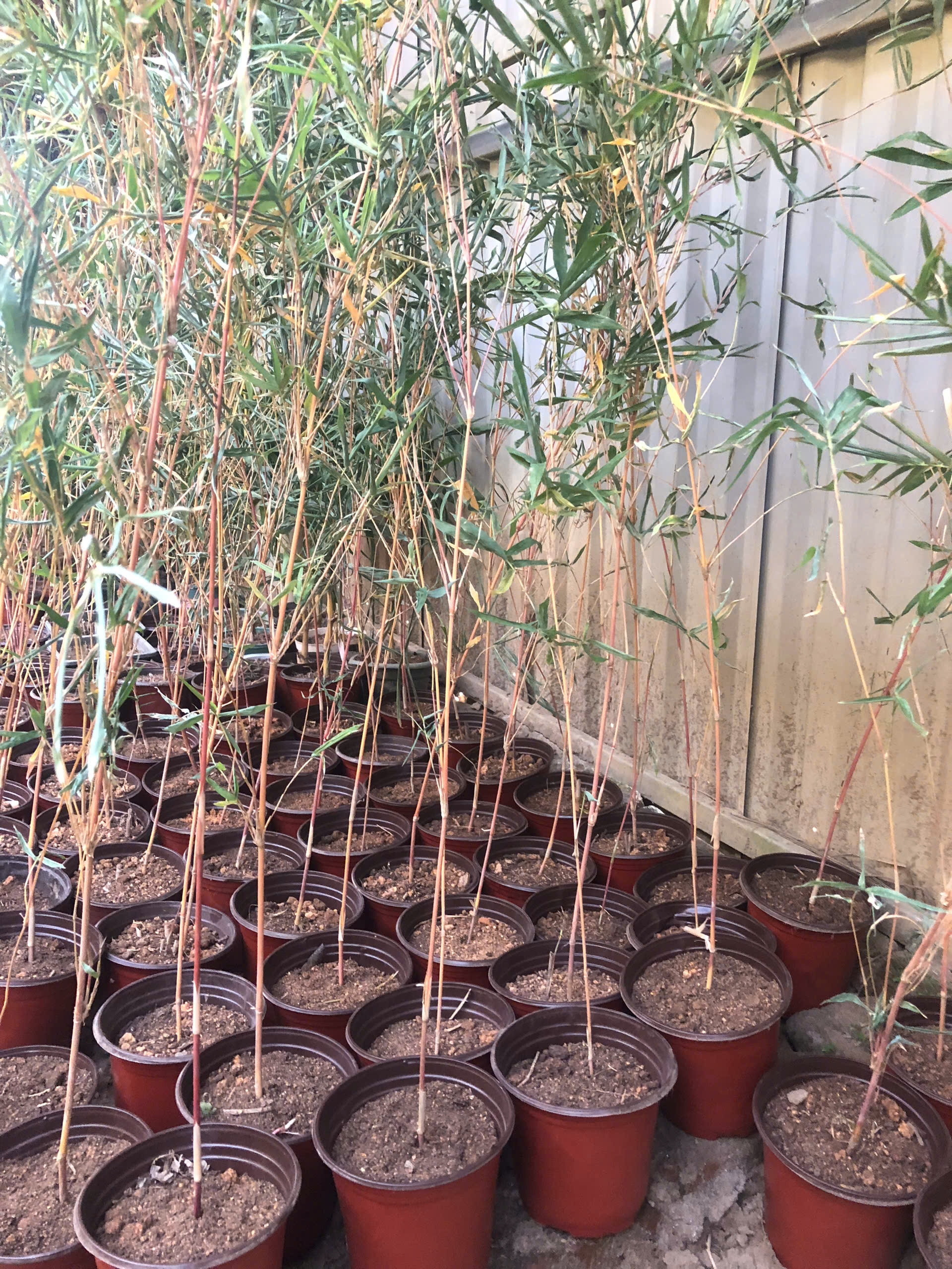 CHẬU Cây giống Trúc ĐỎ ĐÀI L;OAN nhập khẩu