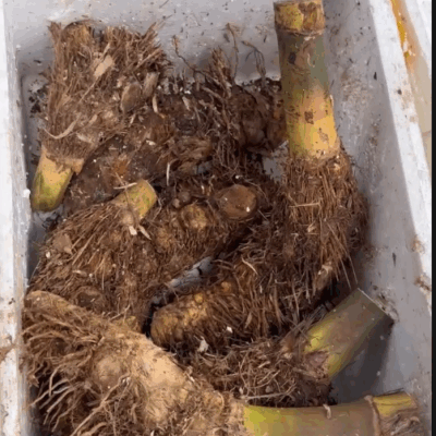 PHÔI GỐC TRE TÀU BONSAI : NHẬP KHẨU