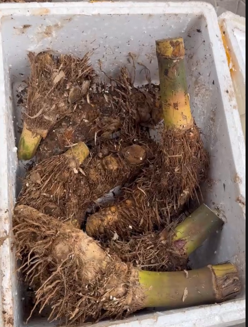 PHÔI GỐC TRE TÀU BONSAI : NHẬP KHẨU