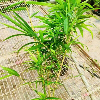 Cây giống Trúc quan âm dát vàng - Trúc kim sơn phật bà - bầu giống khỏe đẹp nhập khẩu