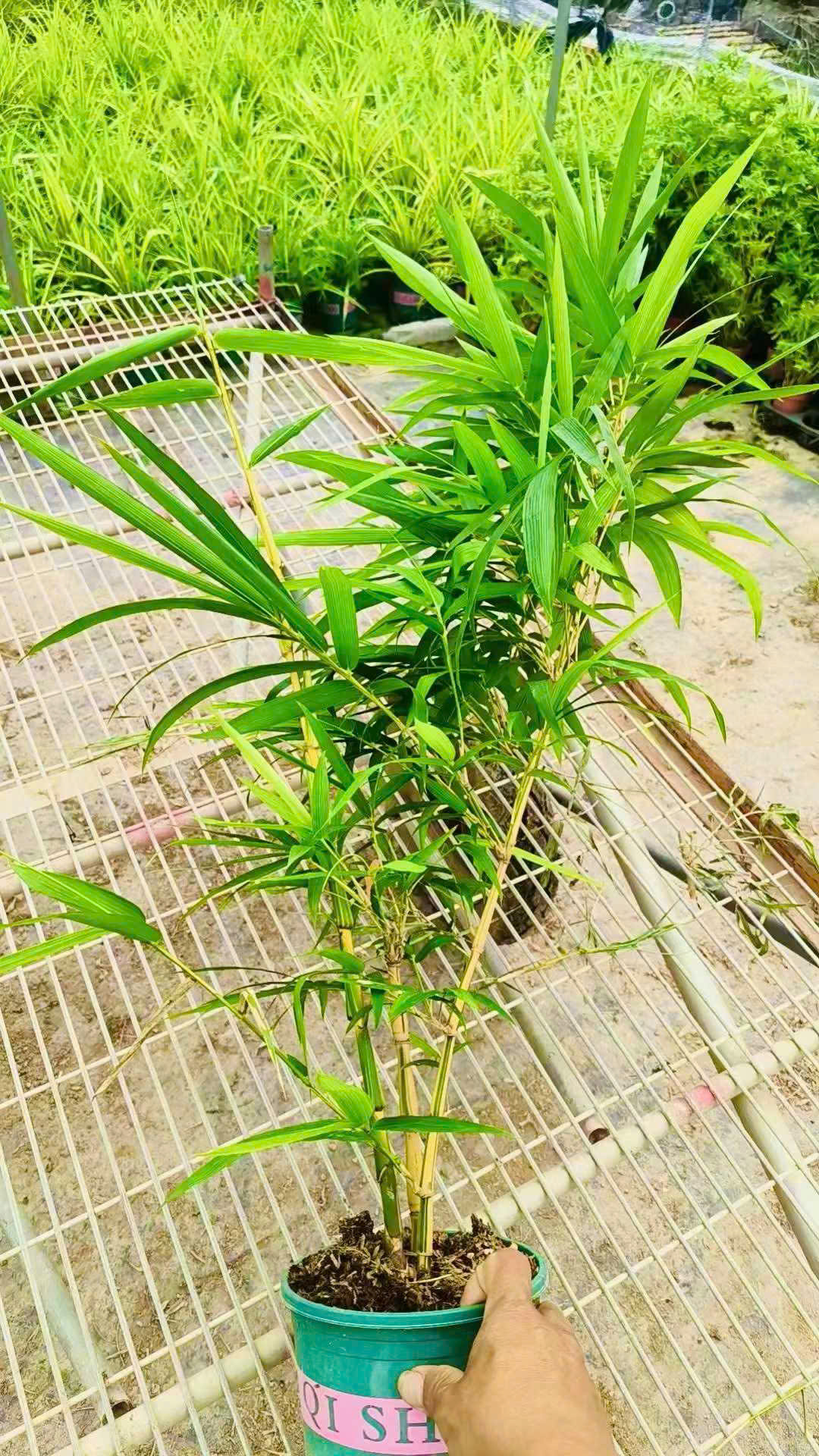 Cây giống Trúc quan âm dát vàng - Trúc kim sơn phật bà - bầu giống khỏe đẹp nhập khẩu Cây giống Trúc quan âm dát vàng - Trúc kim sơn phật bà - bầu giống khỏe đẹp nhập khẩu