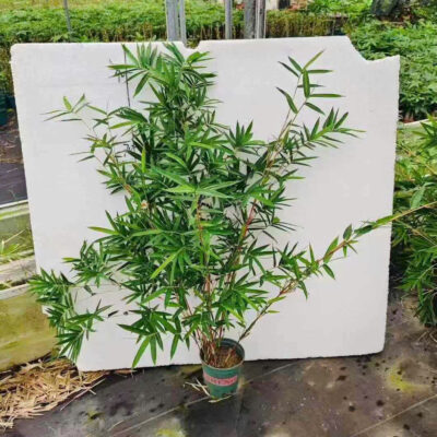 CHẬU CÂY TRÚC ĐỎ ĐÀI LOAN (HỒNG TRÚC ĐÀI LOAN) NHẬP KHẨU