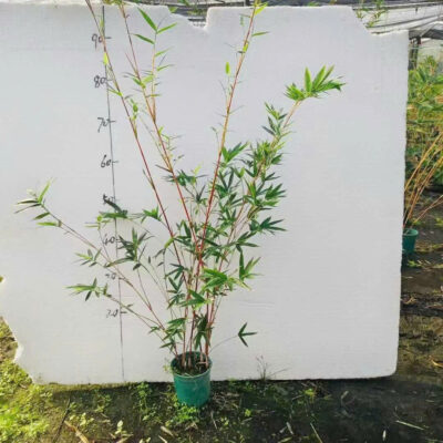 CHẬU CÂY TRÚC ĐỎ ĐÀI LOAN (HỒNG TRÚC ĐÀI LOAN) NHẬP KHẨU