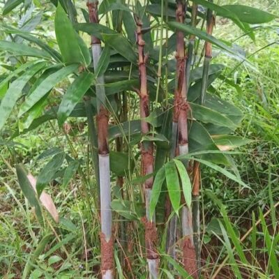 cây giống ” Tre Khẩu Lam -tre Khao Lam ” nhập khẩu – tre để làm cơm, nấu ăn!