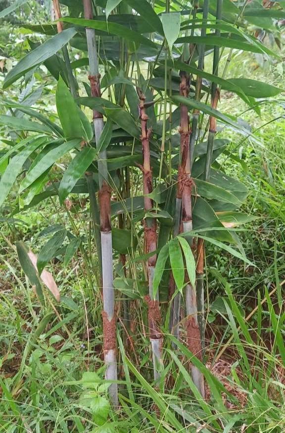 cây giống ” Tre Khẩu Lam -tre Khao Lam ” nhập khẩu – tre để làm cơm, nấu ăn!
