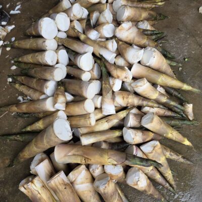 cây giống ” Tre bói ngọt sơn la ” – tre ăn sống được , cực ngon ngọt
