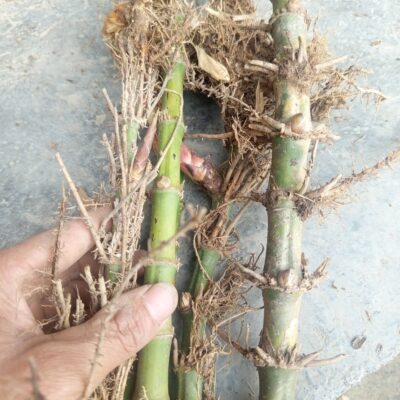 rễ cây trúc sào làm giống