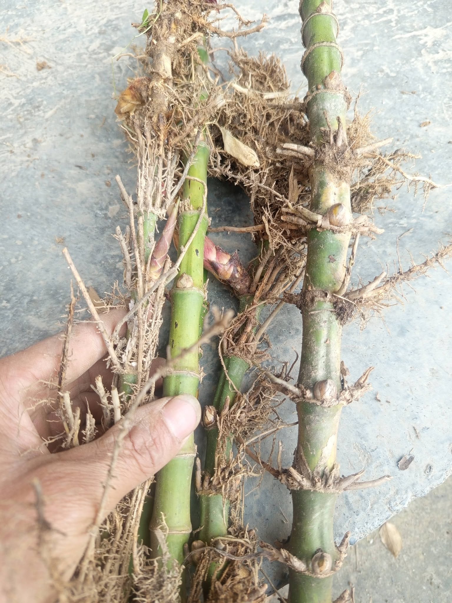 rễ cây trúc sào làm giống